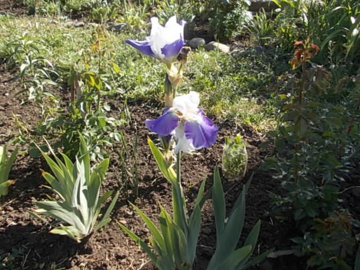 Copy (2) of Picture 035