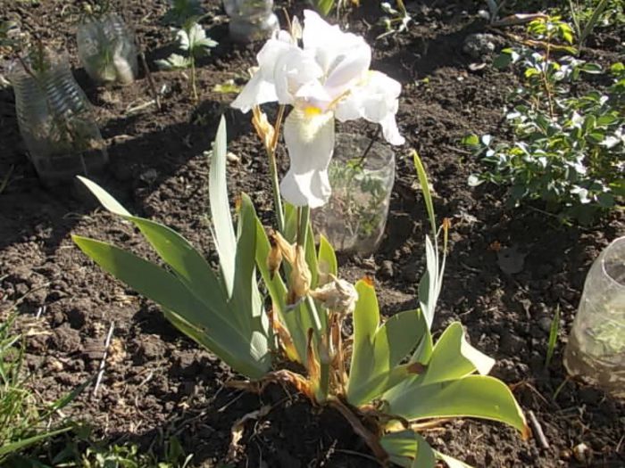 Copy (2) of Picture 038