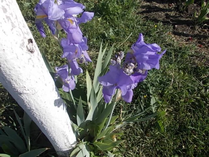 Copy (2) of Picture 047