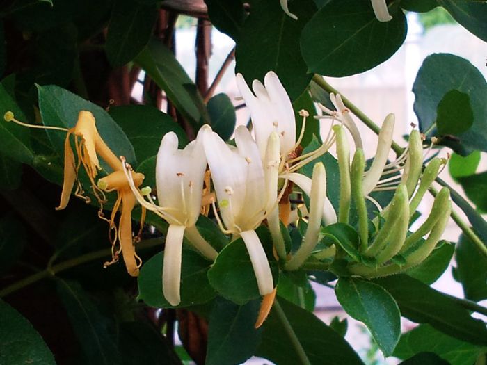 Lonicera japonica(Mana Maicii Domnului)