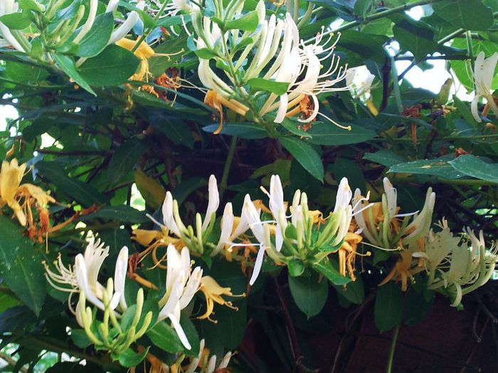 Lonicera zaponica(Mana Maicii Domnului)