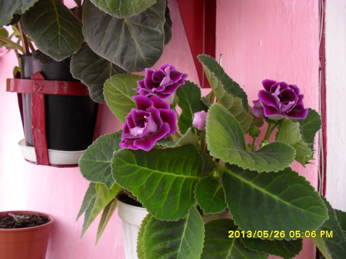 Gloxinii 26 05-2013 002