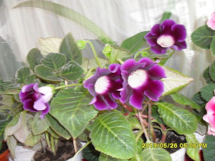 Gloxinii 26 05-2013 004