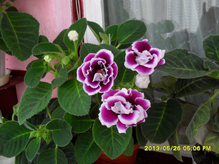 Gloxinii 26 05-2013 005