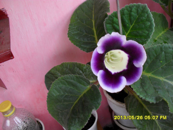 Gloxinii 26 05-2013 006