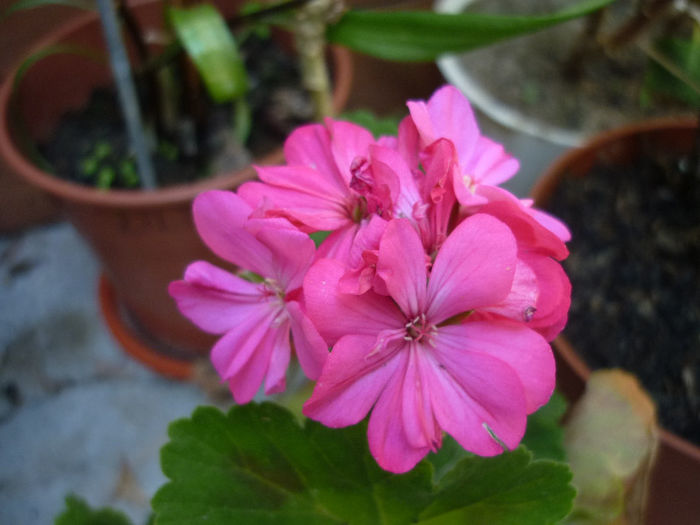 P1040181 - Muscata - Pelargonium