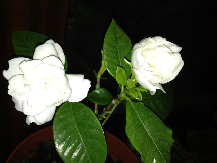 IMG_0374; Gardenia inflorita
