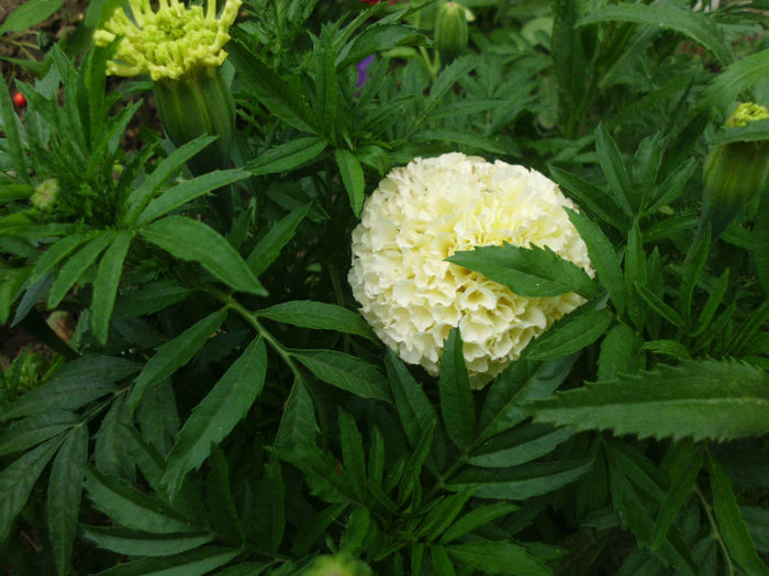 craita vanilla - Trandafiri si clematite 2013