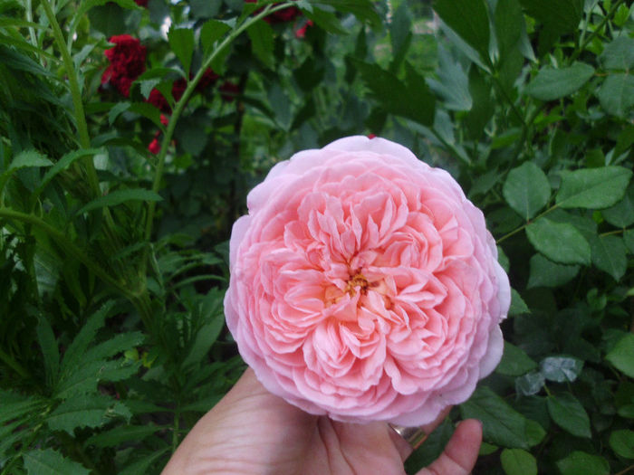 abraham darby - Trandafiri si clematite 2013