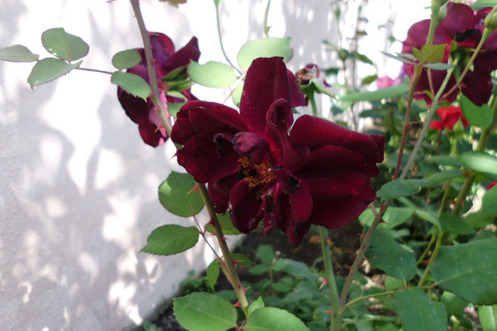 louis XIV - Trandafiri si clematite 2013