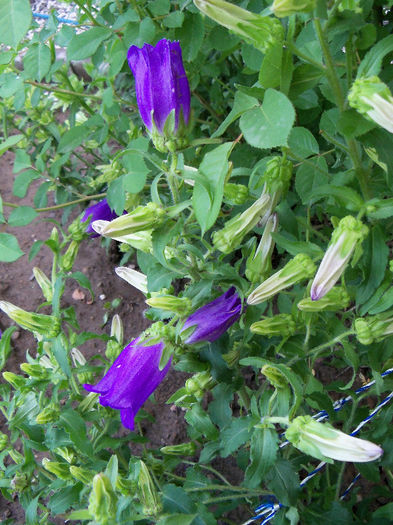 101_9068 - CAMPANULA 2013