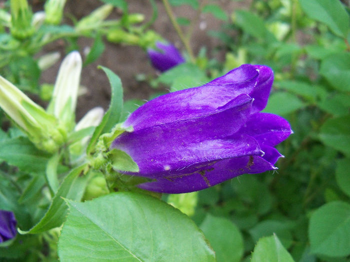 101_9070 - CAMPANULA 2013