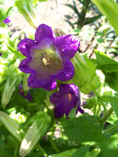 101_9182 - CAMPANULA 2013