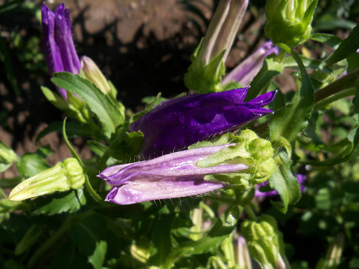 101_9183 - CAMPANULA 2013