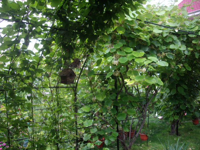 IMGP4103 - trandafiri si peisaje 2013