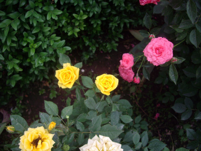 IMGP4167 - trandafiri si peisaje 2013