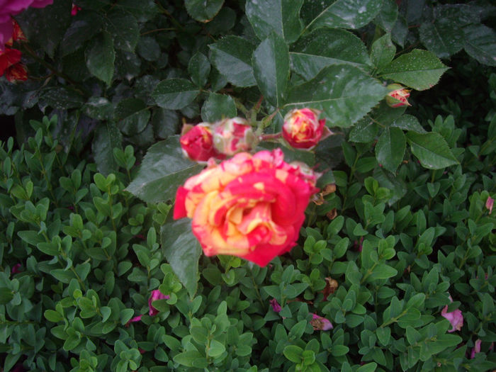 IMGP4193 - trandafiri si peisaje 2013