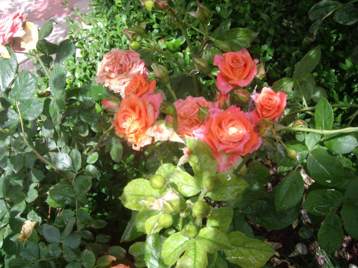 miniatura - trandafiri si peisaje 2013