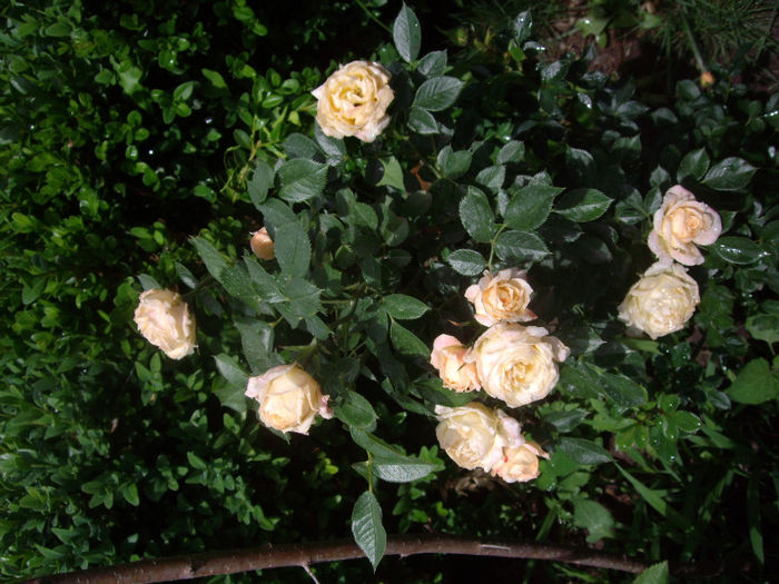 IMGP4217 - trandafiri si peisaje 2013