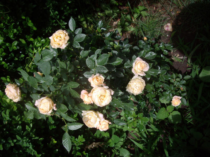 miniatura - trandafiri si peisaje 2013