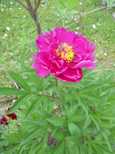 DSCN6735