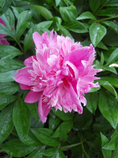 DSCN6758