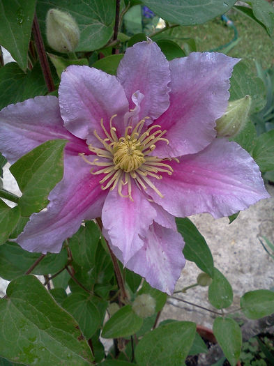 Clematis