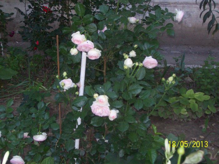 Eden Rose - trandafiri 2013