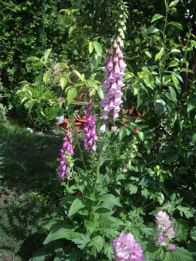 IMGP4293 - trandafiri si peisaje 2013