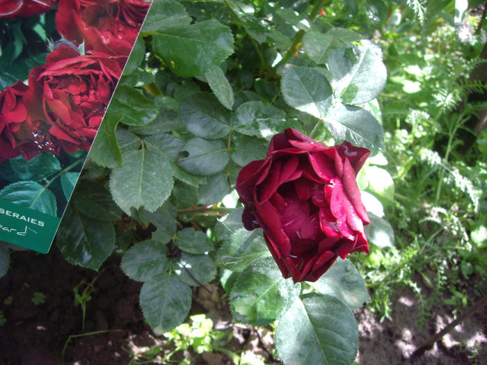 IMGP4295 - trandafiri si peisaje 2013