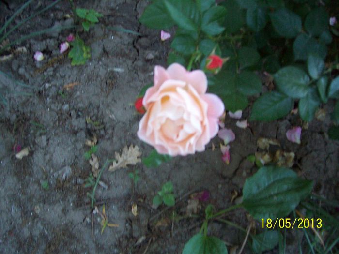 100_6652 - trandafiri 2013