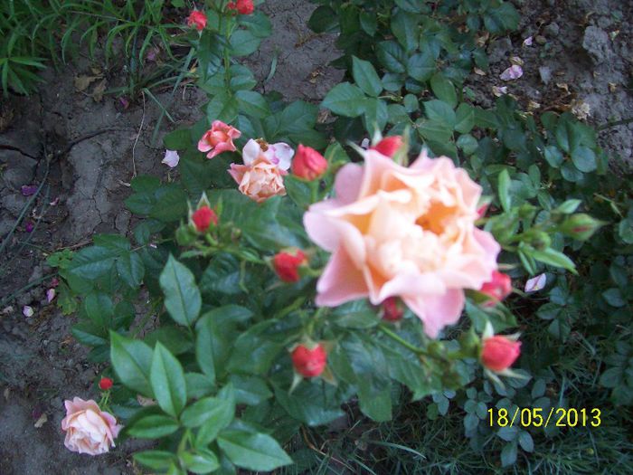 100_6653 - trandafiri 2013