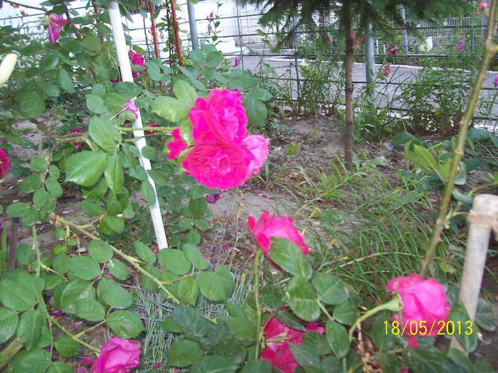Red Eden Rose