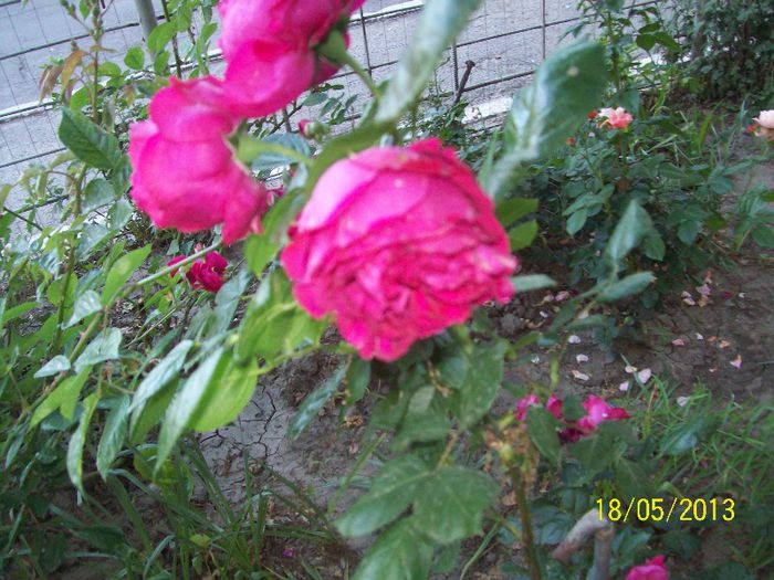 Red Eden Rose - trandafiri 2013