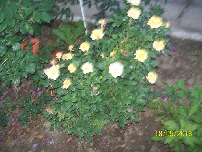 100_6665 - trandafiri 2013