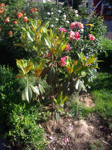 magnolia grandiflora