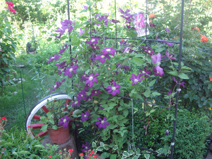 clematis voluceau - trandafiri si peisaje 2013