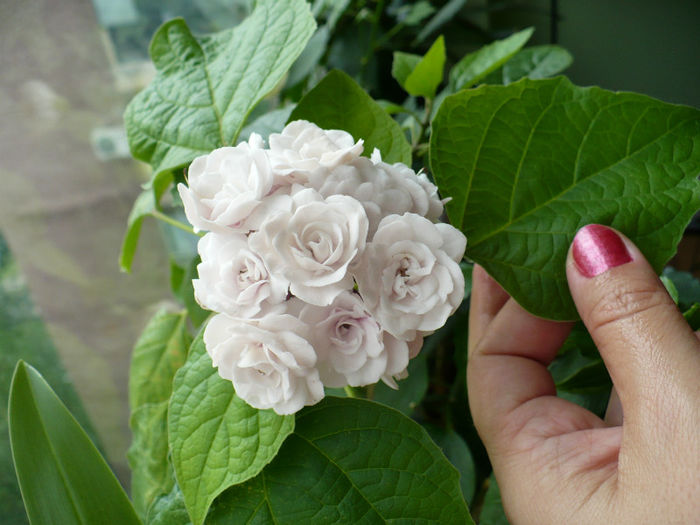 26 mai - Clerodendron 2013