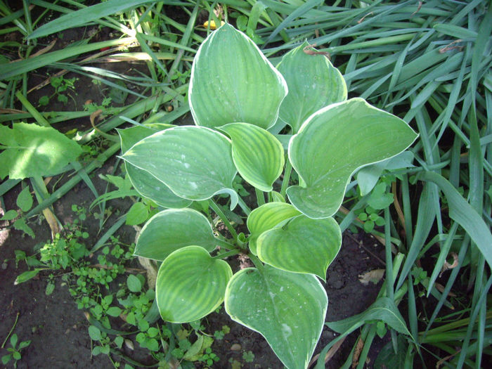 IMGP4371 - trandafiri si peisaje 2013