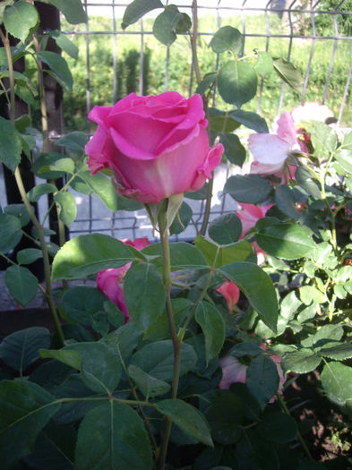 IMGP4397 - trandafiri si peisaje 2013