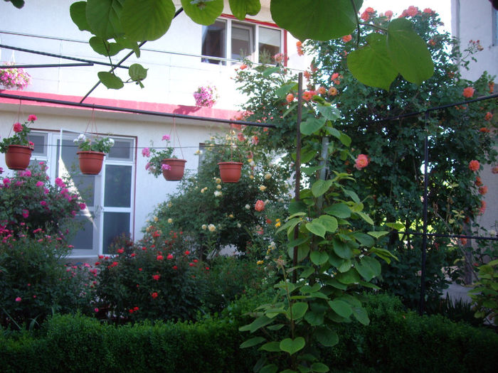 IMGP4427 - trandafiri si peisaje 2013