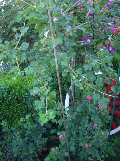 IMGP4428 - trandafiri si peisaje 2013