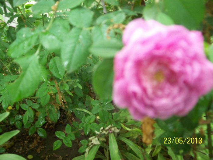 100_6617 - trandafiri 2013