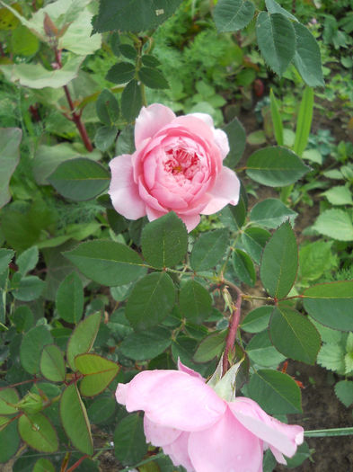 The Alnwick Rose - Trandafiri 2013