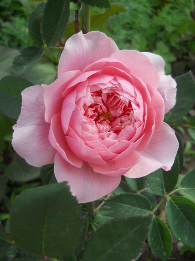 The Alnwick Rose - Trandafiri 2013