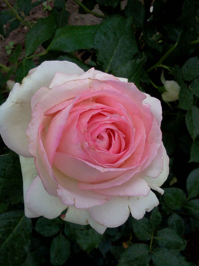 Edenrose - Trandafiri 2013
