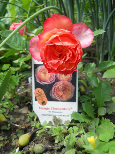 Mango romantica