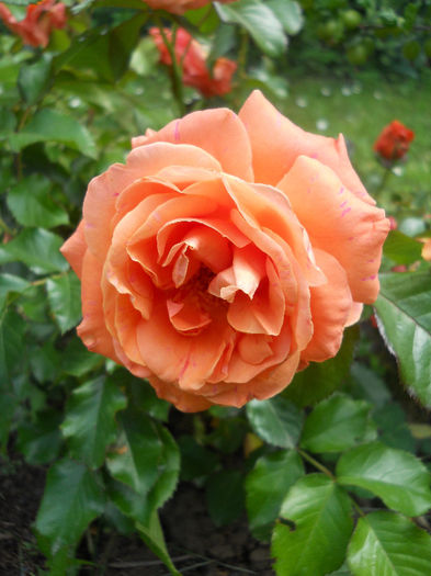 DSCN6742