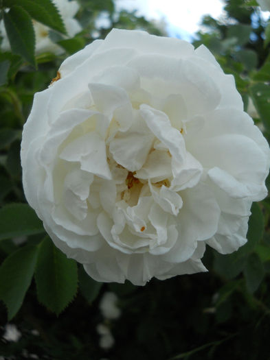 Catarator f parfumat