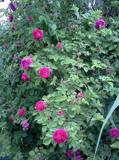 Russeliana